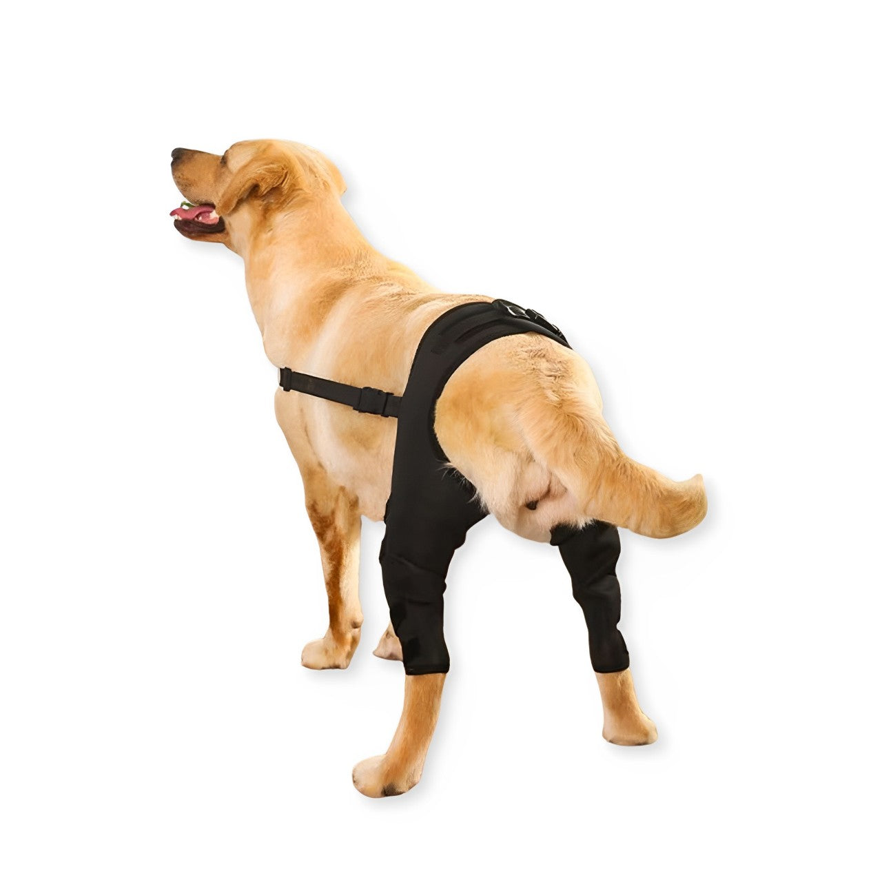 Suporte Para Pernas Traseiras de Cachorro - Select